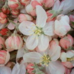 2011花粉用花